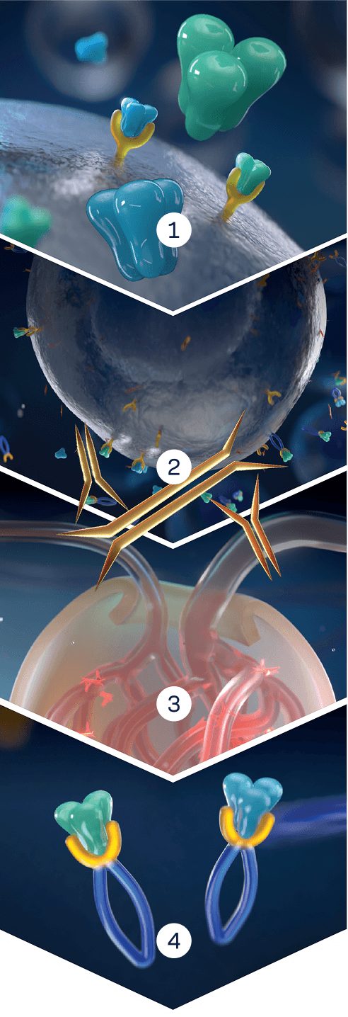 Four-panel illustration showing how TRUTAKNA is designed to inhibit BAFF and APRIL to prevent B cell production of Gd-IgA1, potentially decreasing formation of autoantibodies and IgA immune complexes