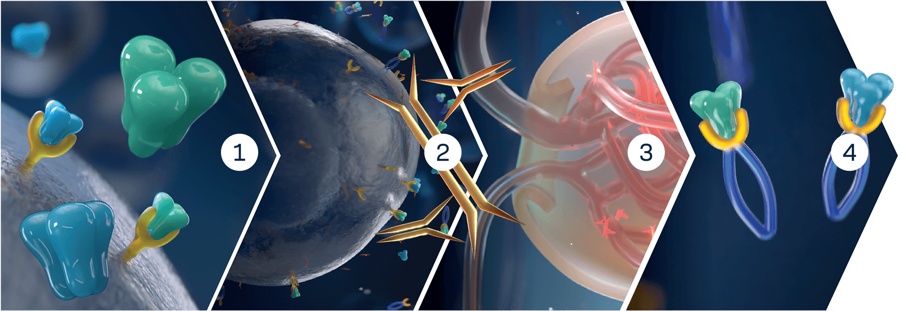 Four-panel illustration showing how TRUTAKNA is designed to inhibit BAFF and APRIL to prevent B cell production of Gd-IgA1, potentially decreasing formation of autoantibodies and IgA immune complexes